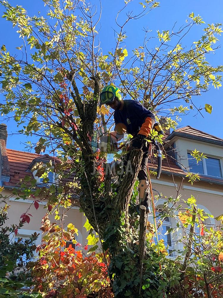 Elagage paysagiste J2M3A Elagage paysagiste J2M3A