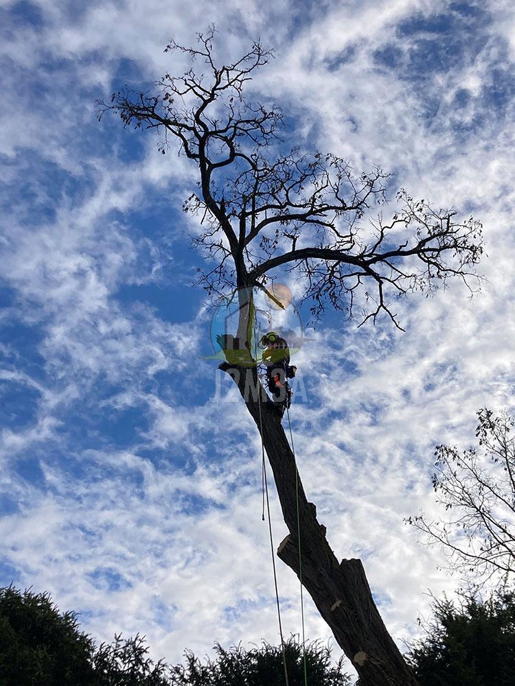 Elagage paysagiste J2M3A Elagage paysagiste J2M3A